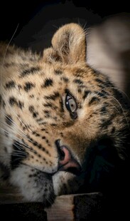 慵懒猎豹特写