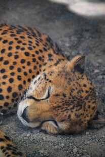 酣睡的猎豹