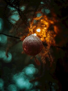 枝头挂雪的红果