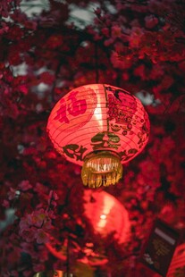 红灯笼点缀繁茂枝叶