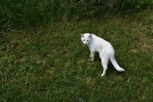 草地上的白色猫咪
