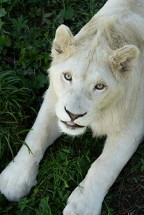 卧于草地的美丽白狮子