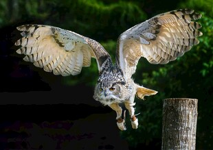 展翅翱翔的猫头鹰