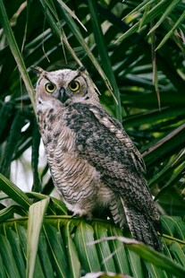 栖息于绿叶间的猫头鹰