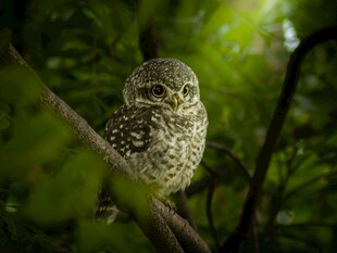 树枝上的可爱斑点猫头鹰