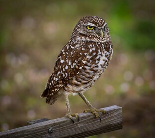 站在木杆上的斑点猫头鹰