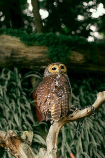 树枝上的猫头鹰