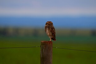 木桩上的猫头鹰