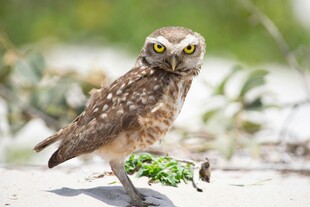 沙漠中的穴居猫头鹰