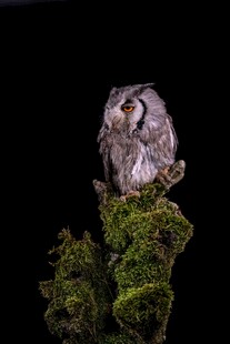 栖息于苔藓树桩上的猫头鹰