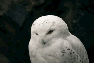 雪白猫头鹰凝视瞬间