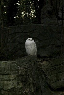 岩石上的白色猫头鹰