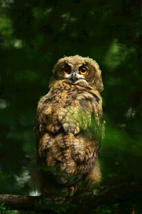 树枝上的猫头鹰