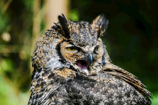 猫头鹰张嘴神态特写