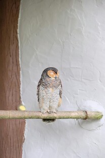 栖息枝头的可爱小鸟