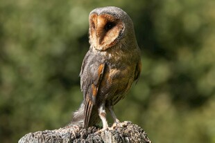 栖息枝头的猫头鹰