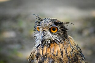 湿漉漉的猫头鹰