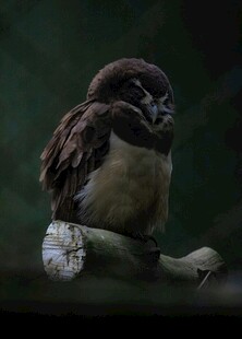 栖息枝头的可爱小鸟