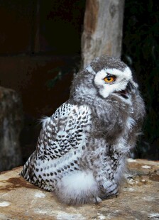 可爱幼年雪鸮栖息木上