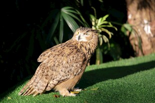 草地上的猫头鹰