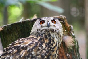 猫头鹰栖息树干凝视远方