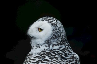 雪白猫头鹰侧影特写