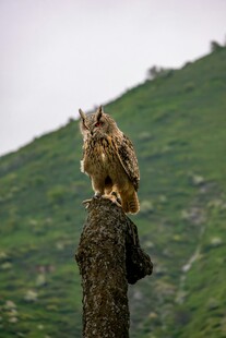 猫头鹰立于枝头眺望远方