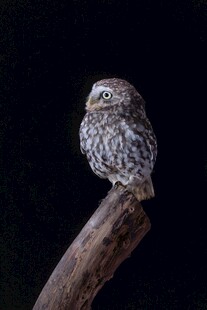 枝头的迷你猫头鹰