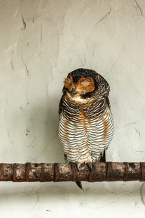 树枝上的猫头鹰