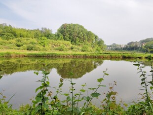 宁静湖畔绿植环绕美景