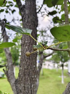 梨树结果