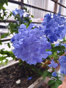 蓝雪花