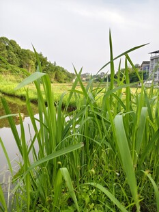 田园河畔的葱郁绿植