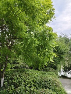 清新绿树绿叶