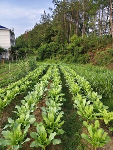 田园菜园风光