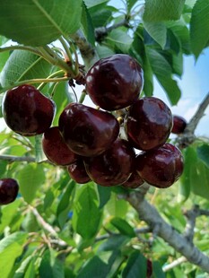 樱桃栽培