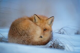 雪地中蜷缩的红狐狸