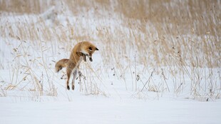 雪地中奔跑的灵动狐狸