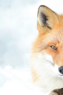 雪地中的红狐狸
