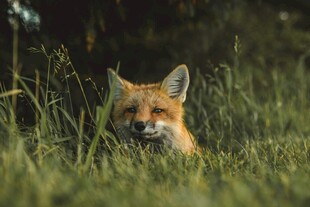 草丛中的红狐狸