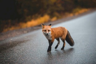 公路上独行的赤狐