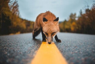 公路上嗅探的红狐狸