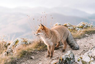 山巅上的红狐
