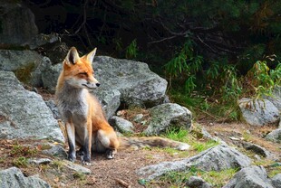 岩石旁的红狐狸