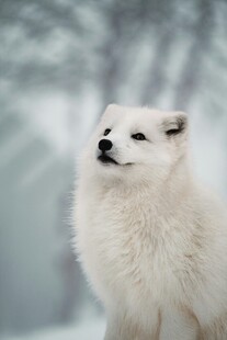 雪地中的白色萨摩耶犬