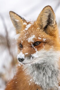 雪中红狐