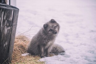 雪地中的小狐狸