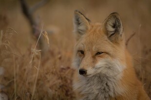 田野中的红狐