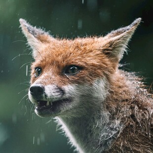 雨中的狐狸