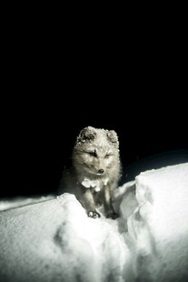 雪地中的狐狸